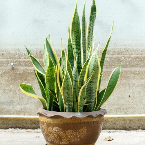 snake plant in modern home interior