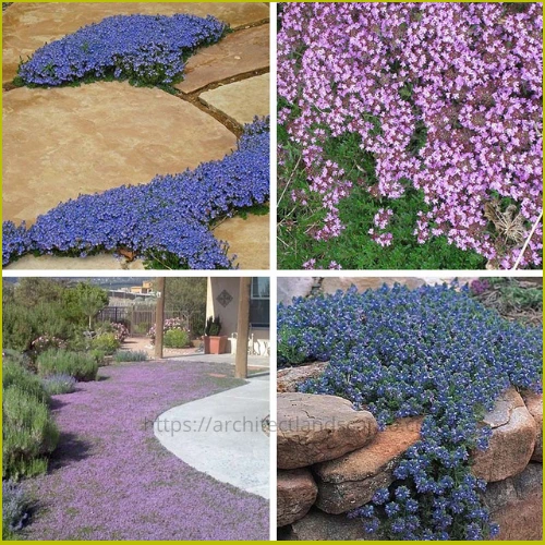 Ground cover plant for foot traffic - Elfin Thyme