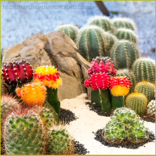 Desert cactus garden with gravel and barrel cactus