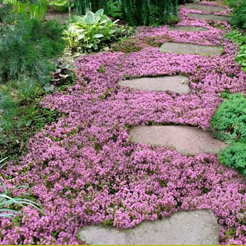 Walkable ground covers like Elfin Thyme between stepping stones.