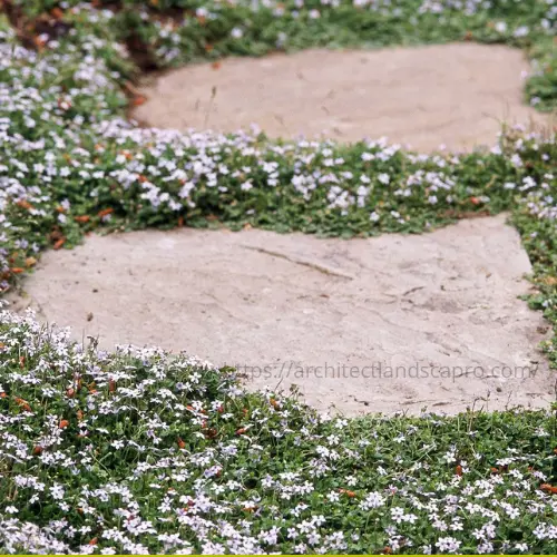 Woolly Yarrow, a walkable ground cover for dry gardens.