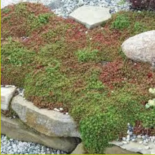 Sedum album spreading in a sunny path as a walkable ground cover