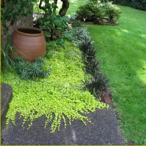 Creeping Jenny covering moist soil as a ground cover for walking areas