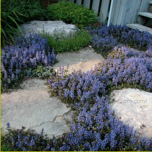 Ajuga reptans ground cover with blue flowers and walkable zones