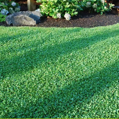 White Clover as a walkable ground cover for eco-friendly lawns.
