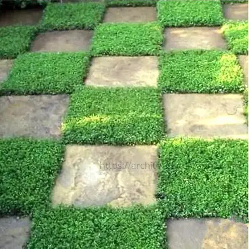 Rupturewort in a dry, walkable path as a lawn alternative.