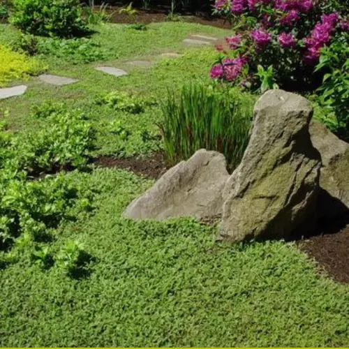 Buttons ground cover used underfoot in shaded areas